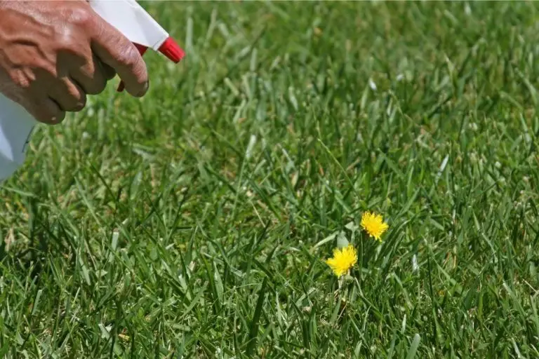 Read more about the article How To Kill Weeds Permanently (Including Salt & Vinegar)