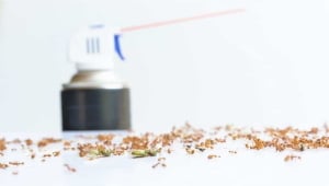 Read more about the article What Kills Ants Instantly (Naturally & Chemicals)