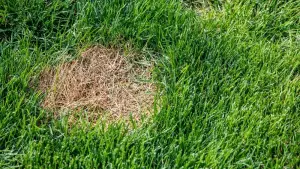 Read more about the article Why Is My Grass Dying In Patches (How To Fix Dead Patches & Bare Spots)