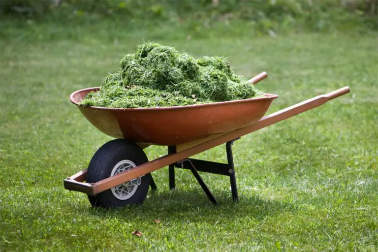 Read more about the article How Long Does It Take For Grass Clippings To Decompose?