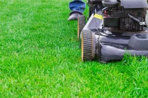 What Is The Best Height To Cut Grass? (Ideal Grass Mowing Height)