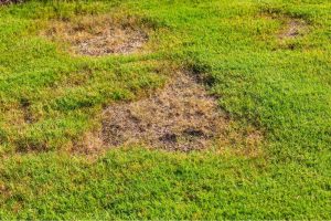 Will Grass Spread To Bare Spots? (On Your Lawn)