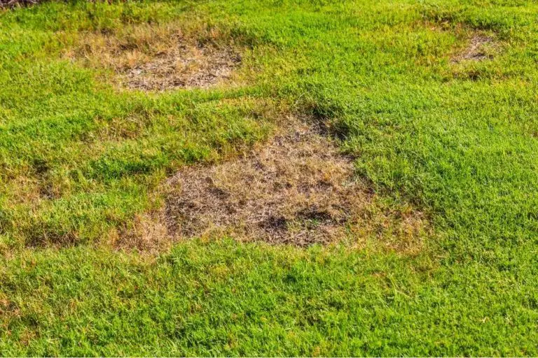 Read more about the article Will Grass Spread To Bare Spots? (On Your Lawn)