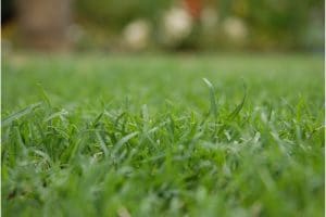 Will grass thicken on its own (and how to thicken your lawn)