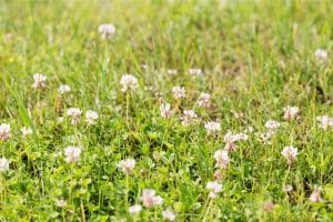 is white clover good for a lawn