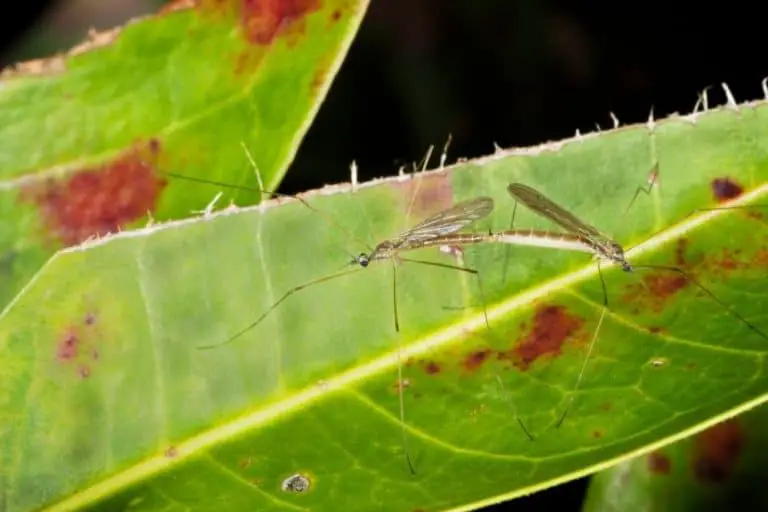 Read more about the article Does TurfSolv Treat Leatherjacket Grubs?