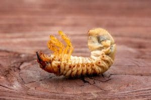 Does Turfsolv Treat Chafer Grubs