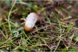 How Do I Get Rid Of Chafer Grubs In My Lawn