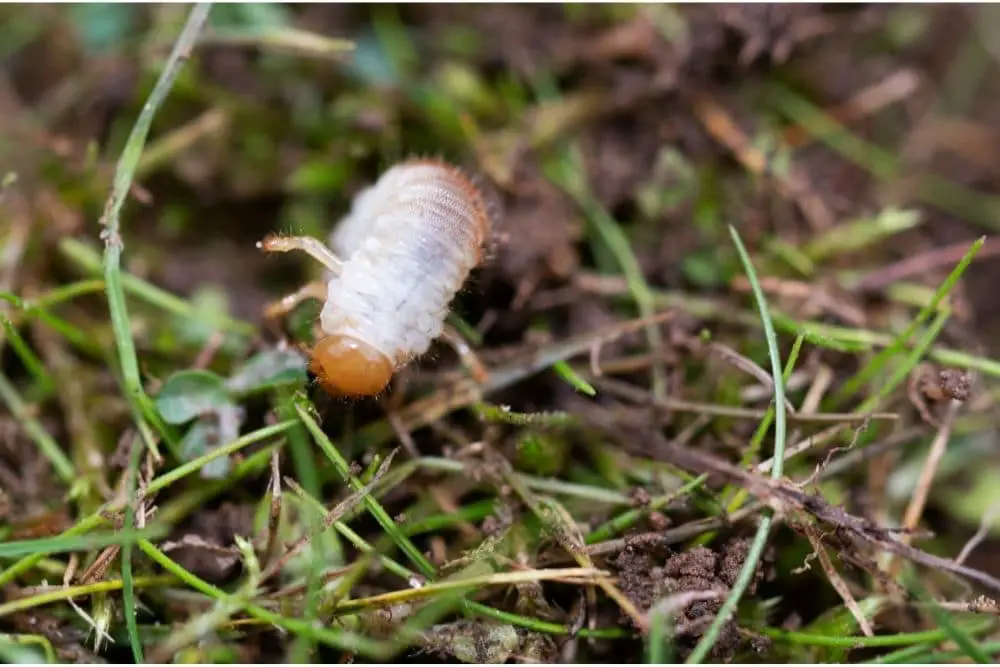 You are currently viewing How Do I Get Rid Of Chafer Grubs In My Lawn?