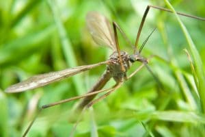 How Do I Get Rid of Leatherjackets In My Lawn?