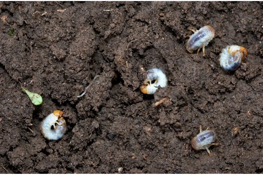 How To Prevent Chafer Grubs