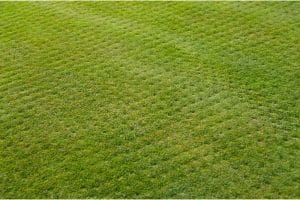 When Should I Aerate My Lawn UK (Why + How)